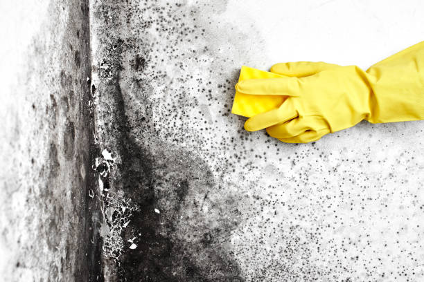 Best Local Mold Removal Service  in Montello, WI