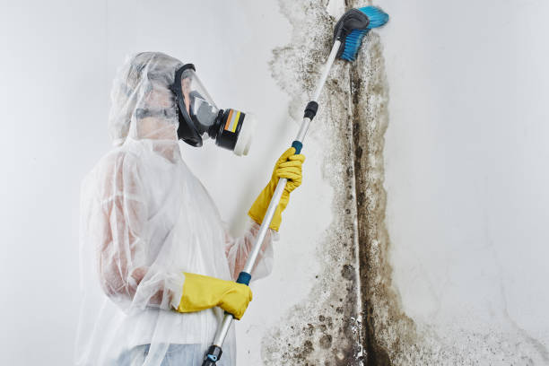 Best Office Mold Removal Services  in Montello, WI