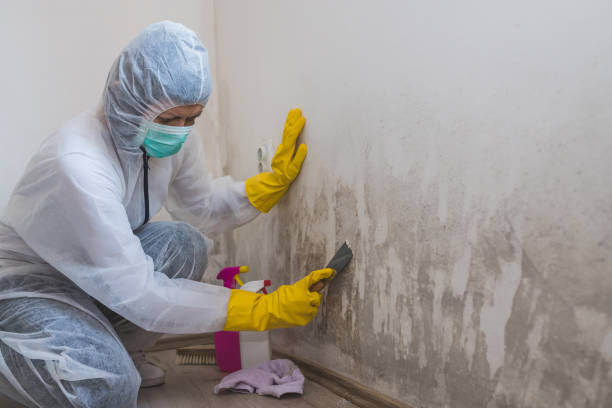 Best Certified Mold Removal  in Montello, WI