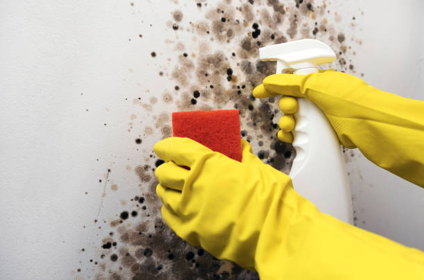 Best Residential Mold Removal  in Montello, WI