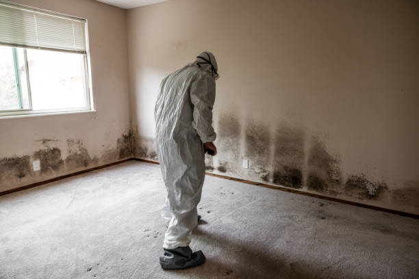 Best Toxic Mold Removal  in Montello, WI