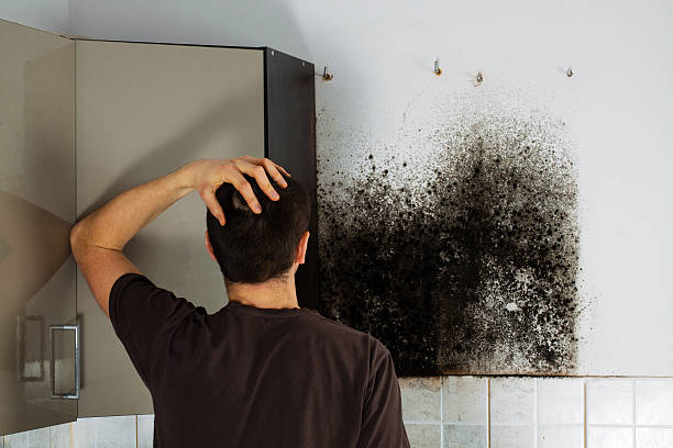 Best Mold Damage Repair  in Montello, WI