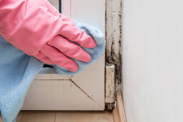 Best Fast Mold Removal  in Montello, WI