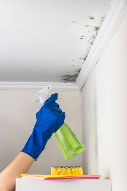 Best Mold Remediation  in Montello, WI